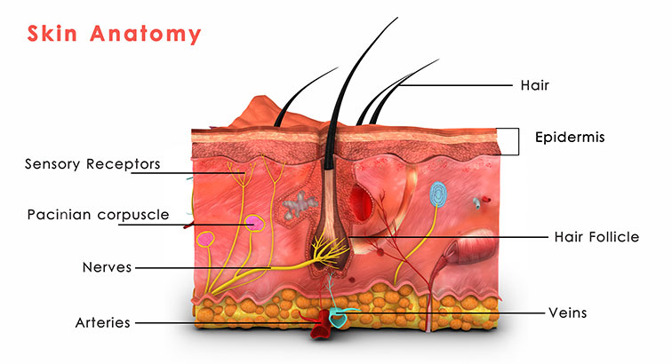 Hair Anatomy